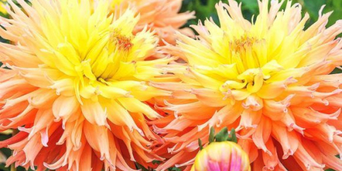 Nádherná jiřina mingus s bujnými a velkými květy